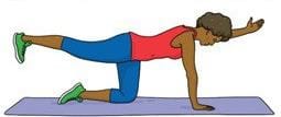 Bird-Dog Exercise