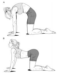 Cat-Camel Exercise